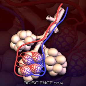 3D Alveoli