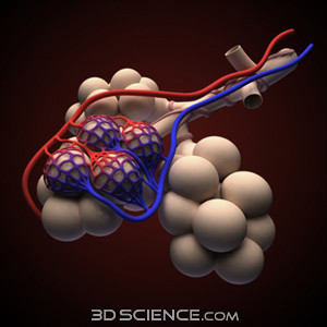 3D Alveoli
