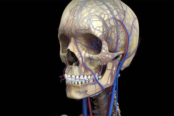 3D Female Circulatory System