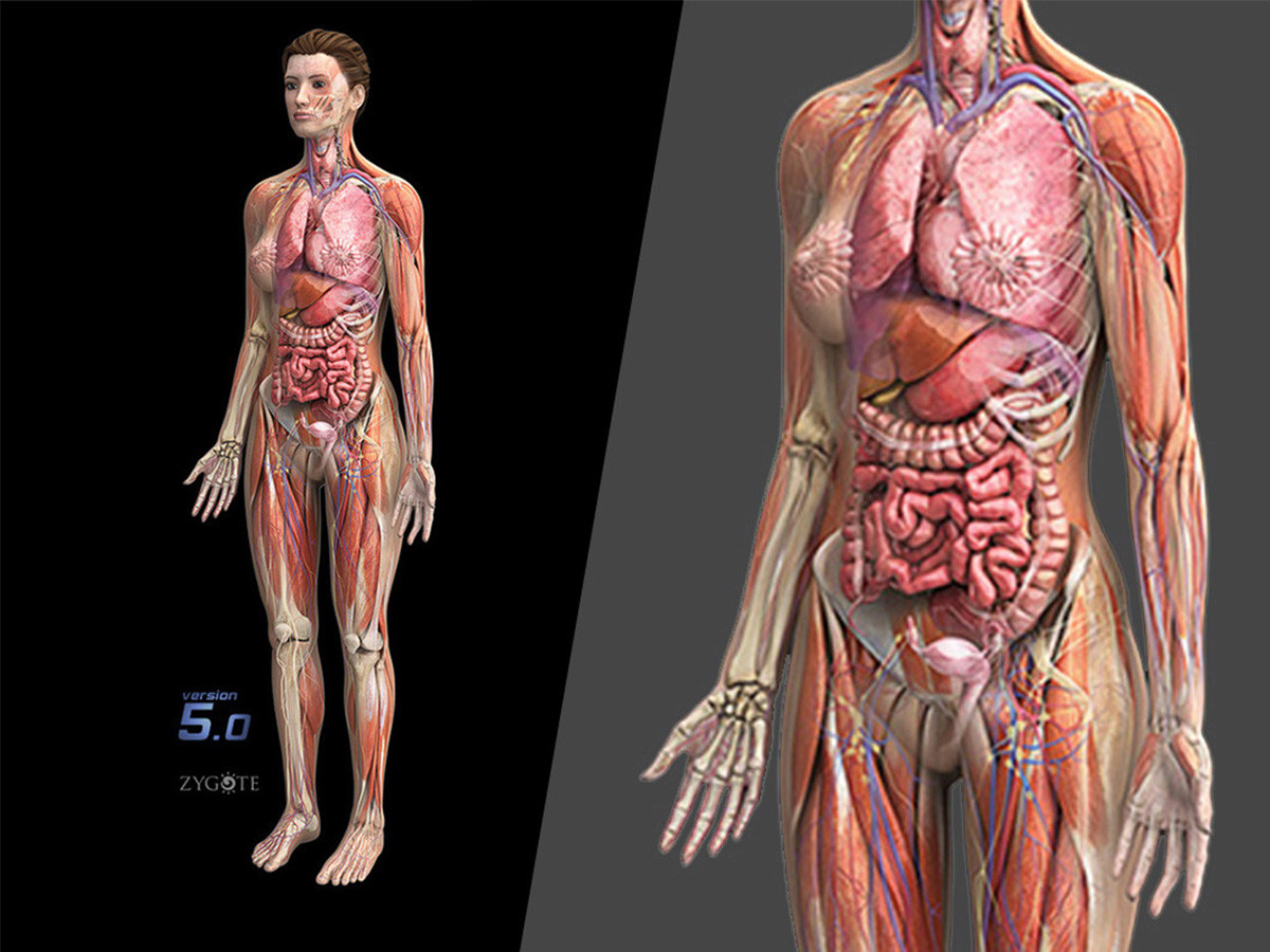 3D Female Anatomy Collection