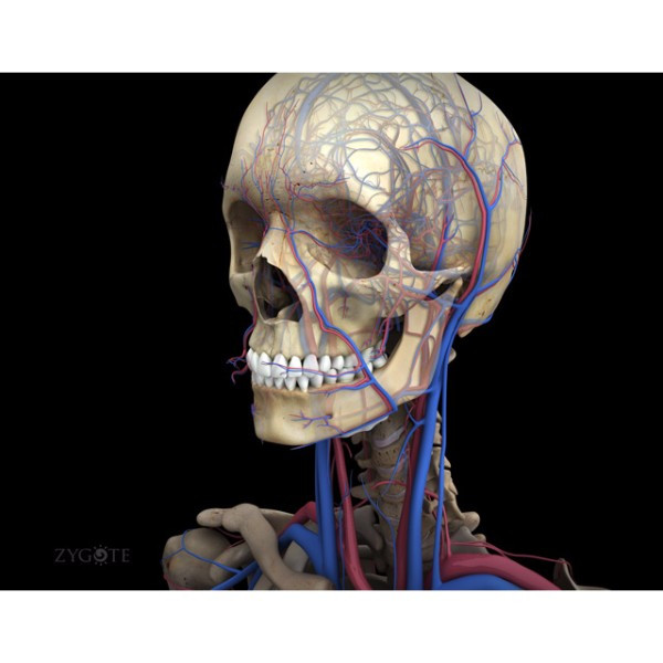 Zygote::Human 3D Female Skeleton