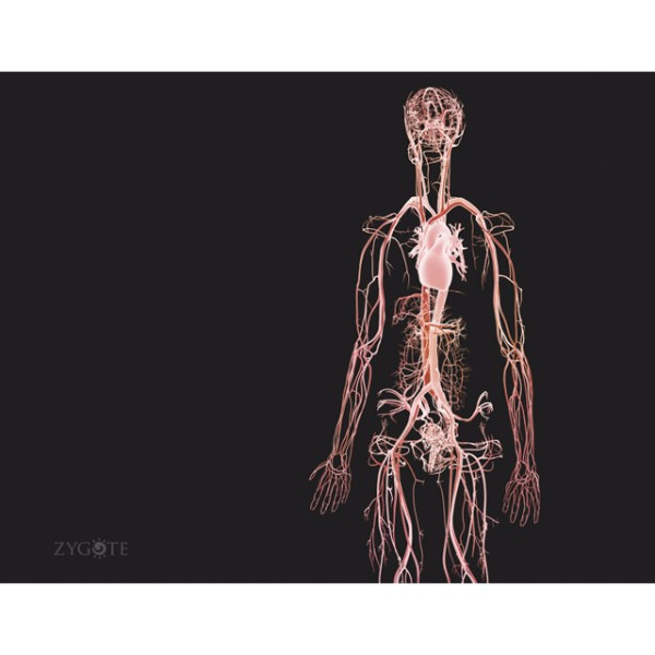 Zygote::Complete 3D Female Anatomy Model | Medically Accurate | Human