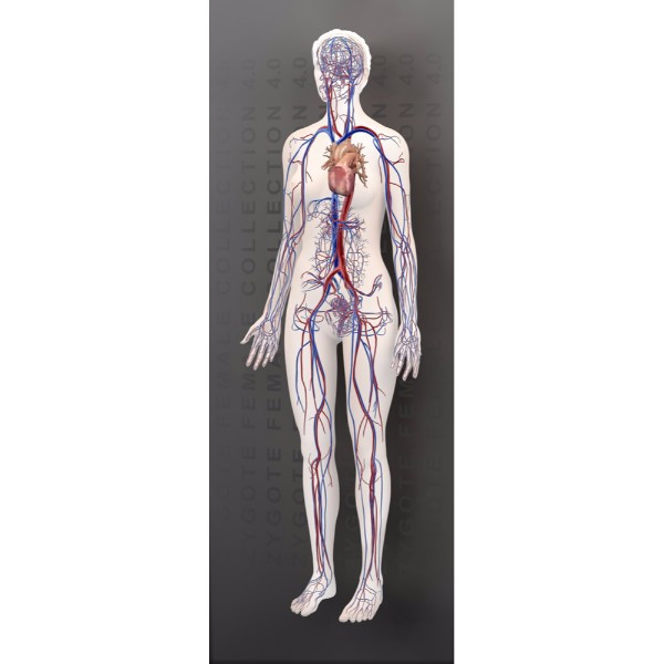 3d female circulatory system model (full body)