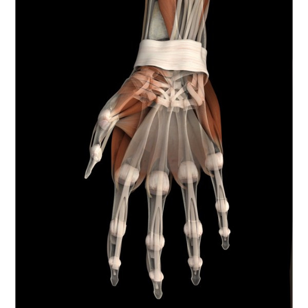 3d female connective tissue (hand) model