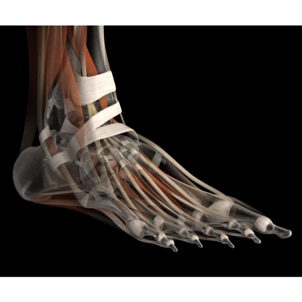 3d female connective tissue (foot) model