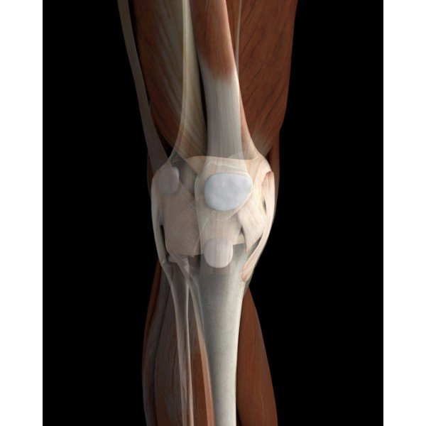 3d female connective tissue (knee) model