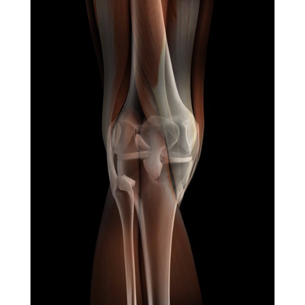 3d female connective tissue (knee model)