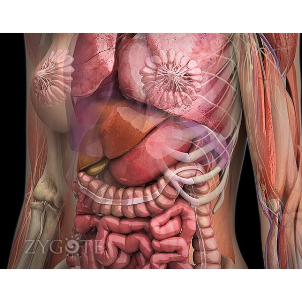 3d female digestive system model (torso)