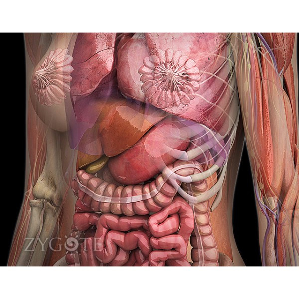 Внутренние органы фото. Анатомия брюшной полости 3д. Анатомия органов брюшной полости человека 3д. Внутренние органы женщины. Анатомия женского тела внутренние органы.