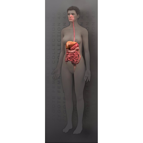 3d female digestive system (full body) model