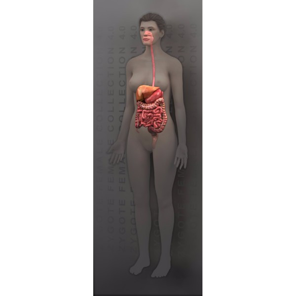 Ultimate Complete Female Anatomy - 3D Model by dcbittorf