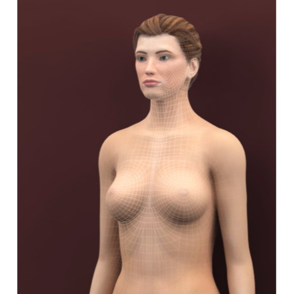 3d female skin model (torso)