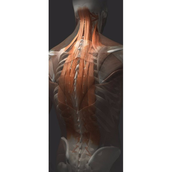 3d female muscular system (back)