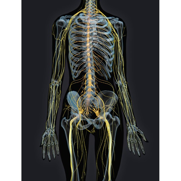 3d female nervous system model (full body)