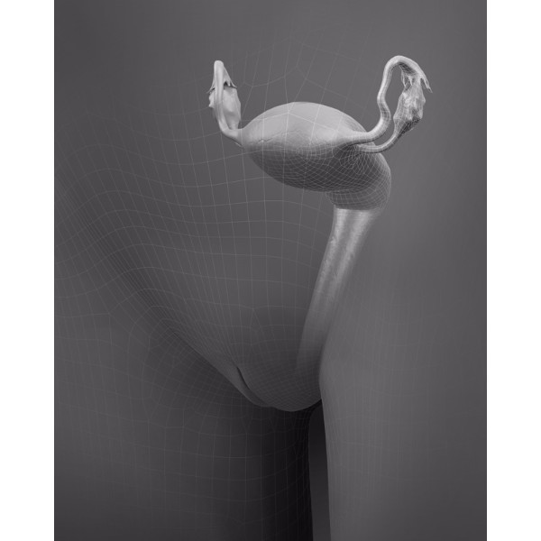 3d female reproductive model (vagina and uterus)