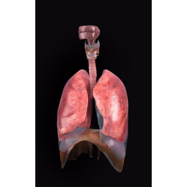 3d female respiratory system model (lungs)