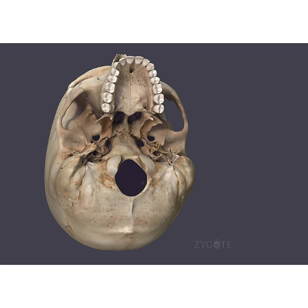3d female skull from beneath