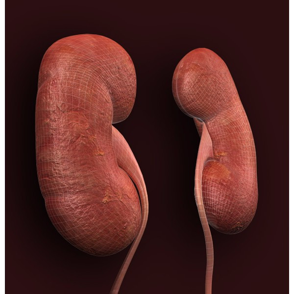3d female urinary system model