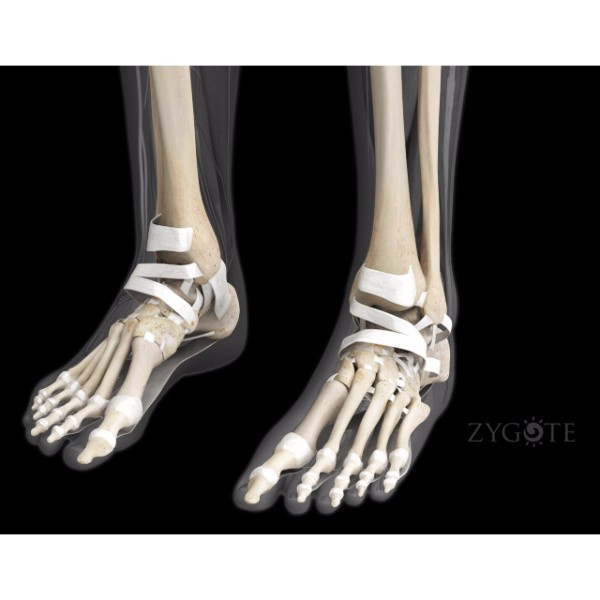 3d male connective tissue ankle
