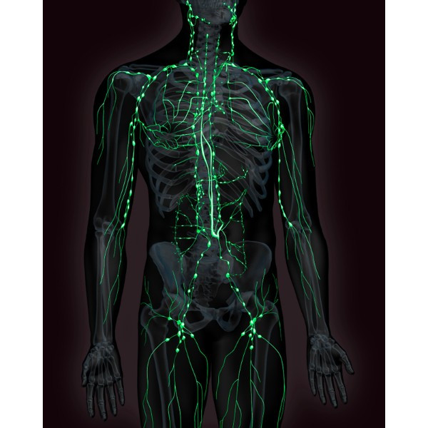 3d male nervous system torso