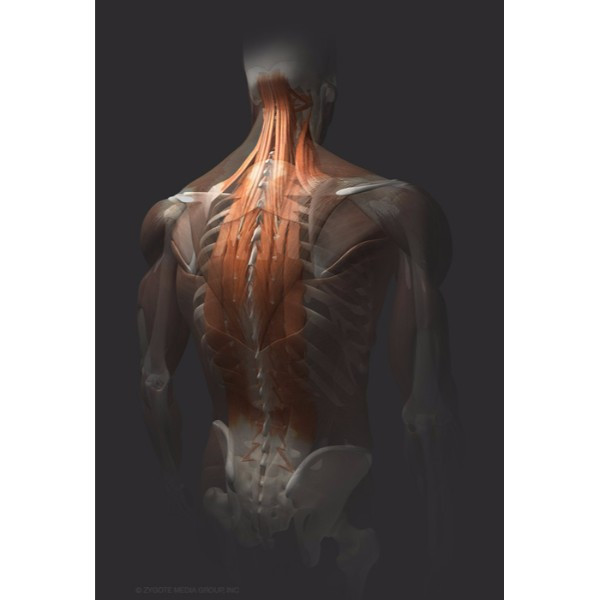 3d male muscular system - Back