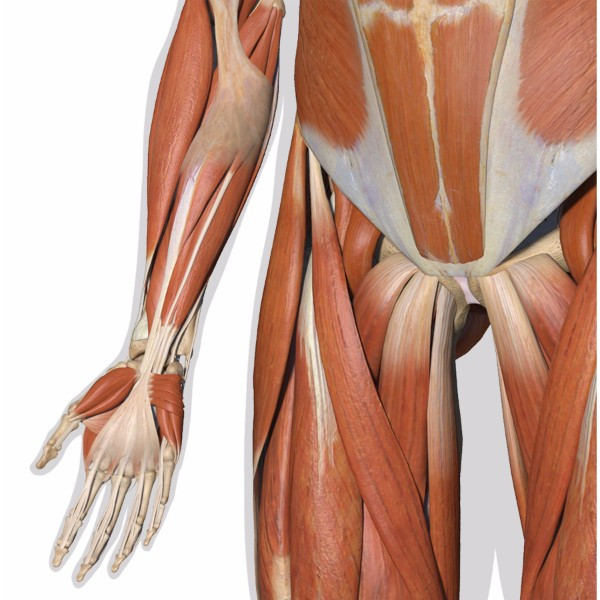 3d male muscular system - mid torso