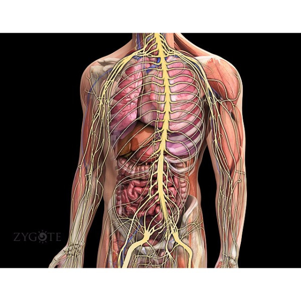 male body organ diagram