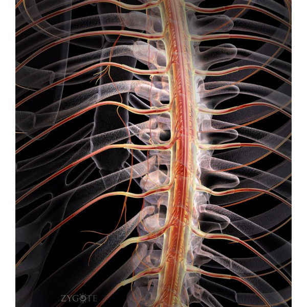 3d male nervous spine