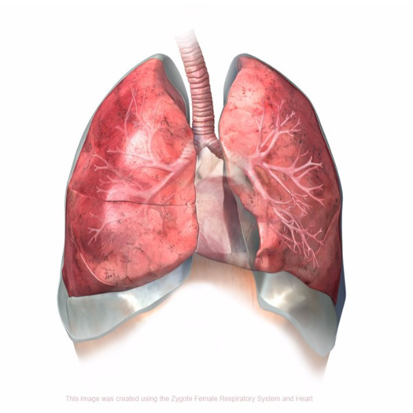 3d male lungs