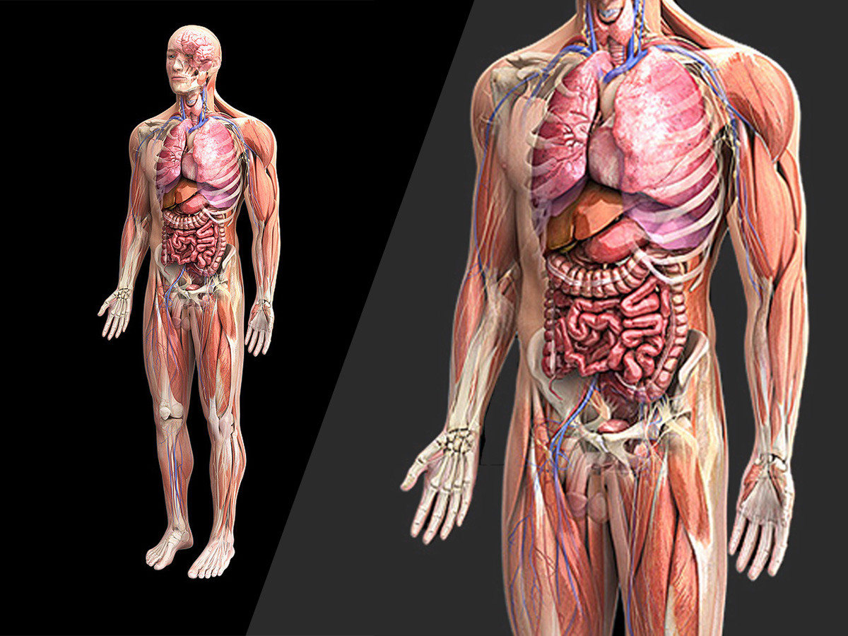 detailed 3D mesh of human body sculpture, anatomically