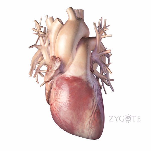 heart model in 3d for Maya