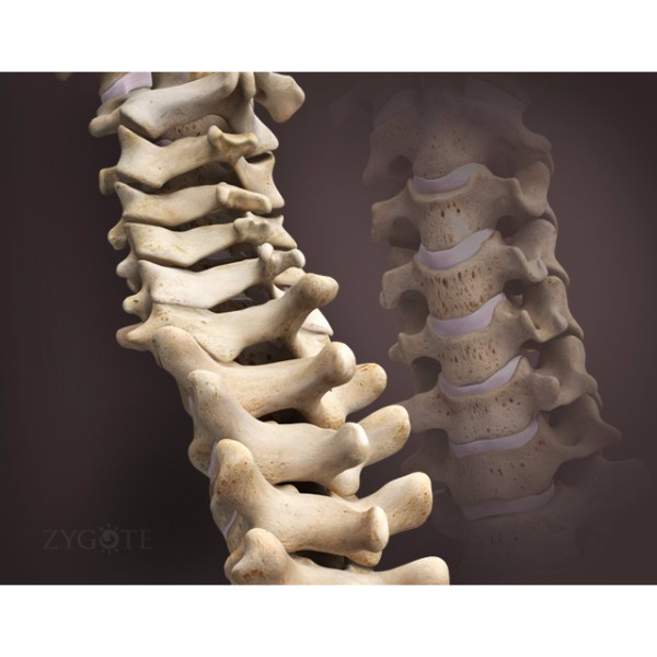 3d spine male