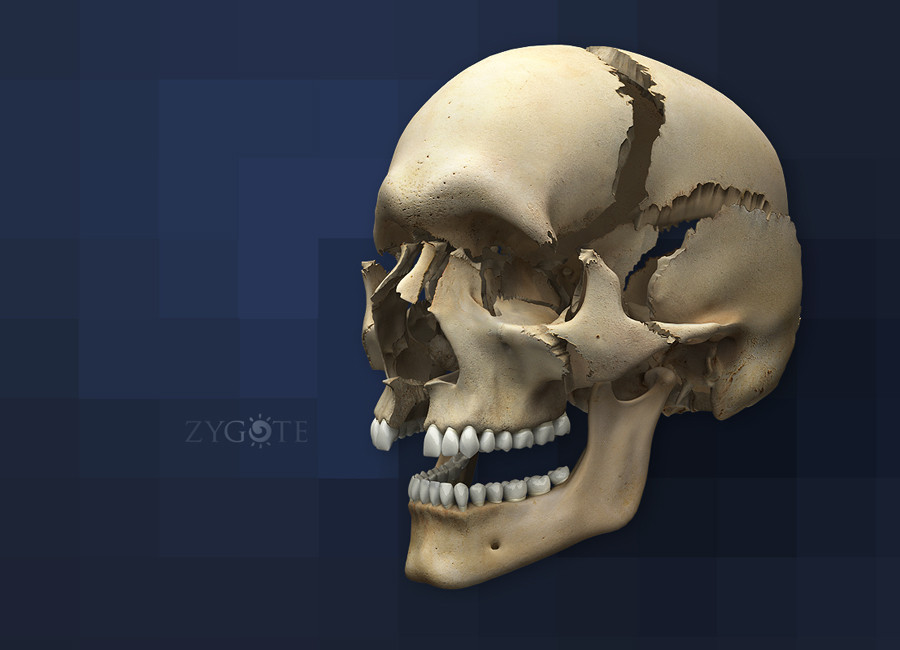 The Human Skull: Anatomy and 3D Illustrations