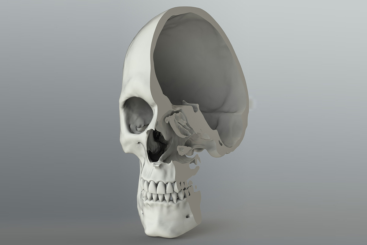 3D CAD Skull Model