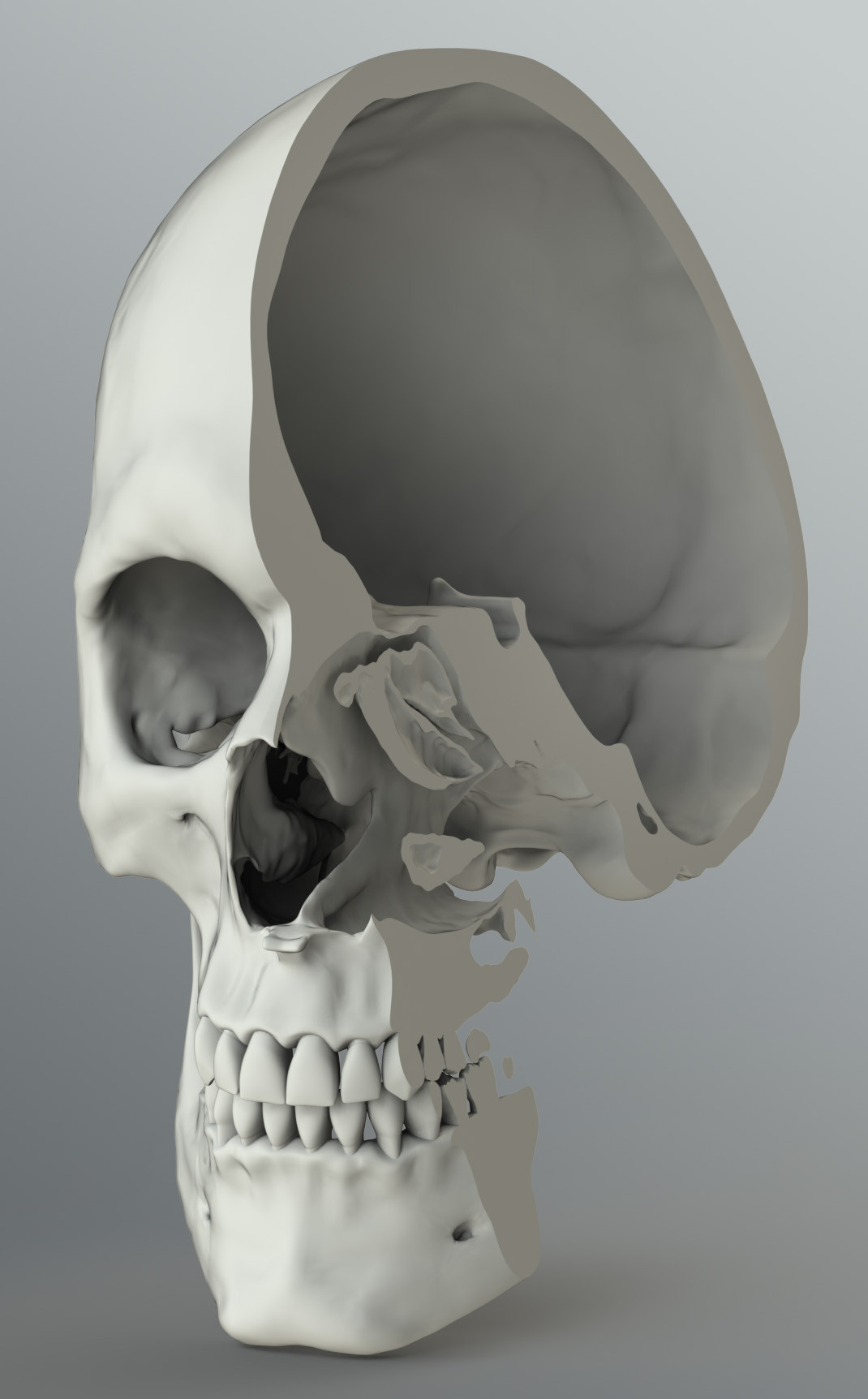 Zygote::3D Human Head Model | Solid | Medically Accurate | Anatomy | Cad