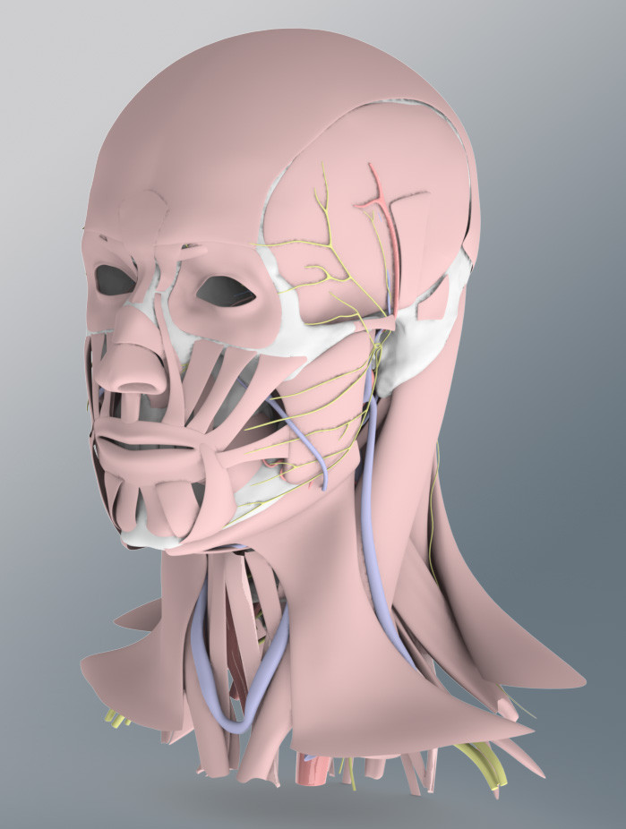Head SOLID CAD Muscles