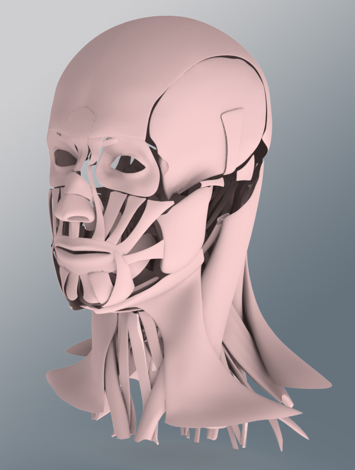 Cad head muscles alone