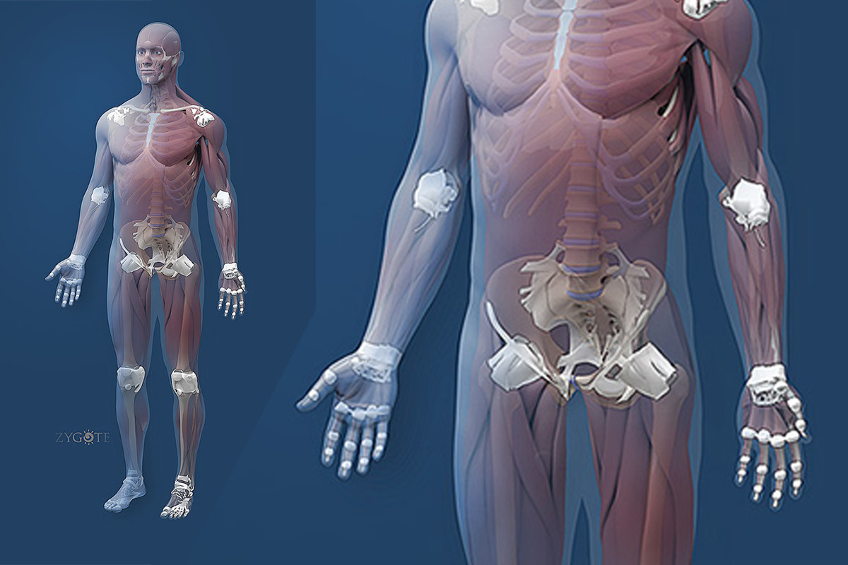 Solid 3D Male Muscular Skeletal Collection