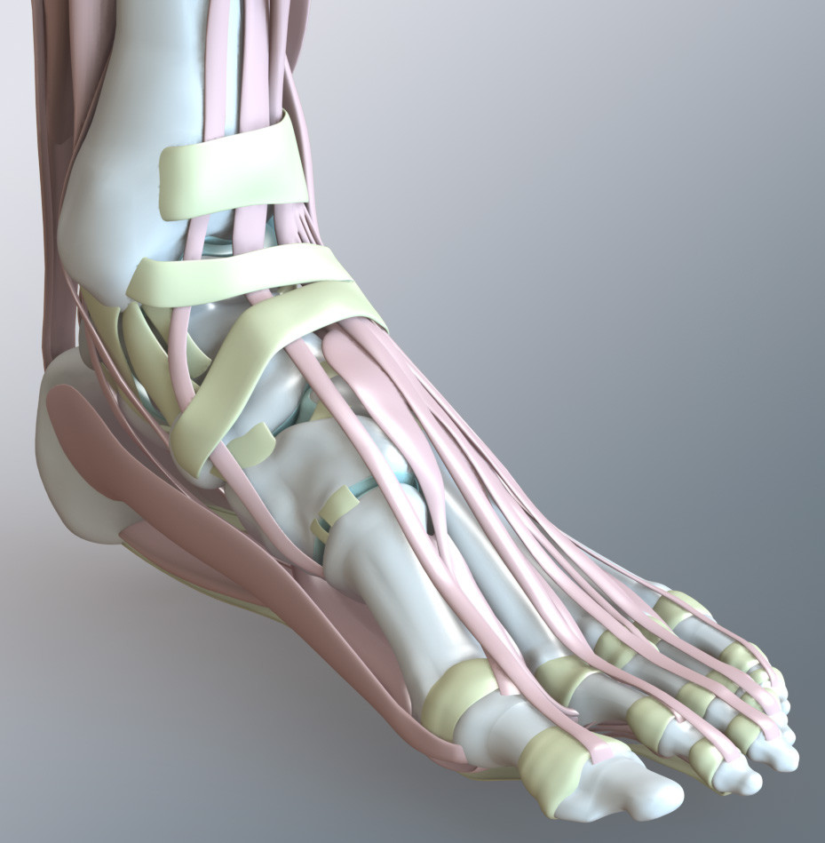 CAD ANkle Model (SOLID)