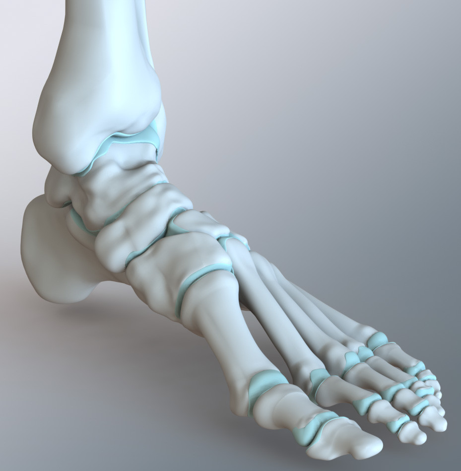 CAD Human Foot Bone and Ankle Bone
