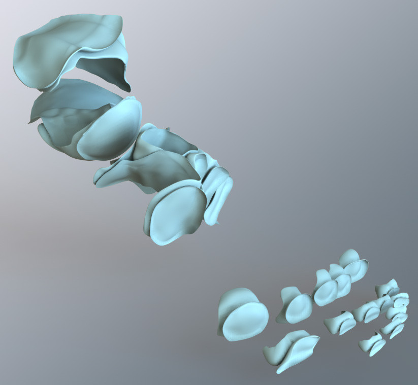 CAD human foot cartilage model