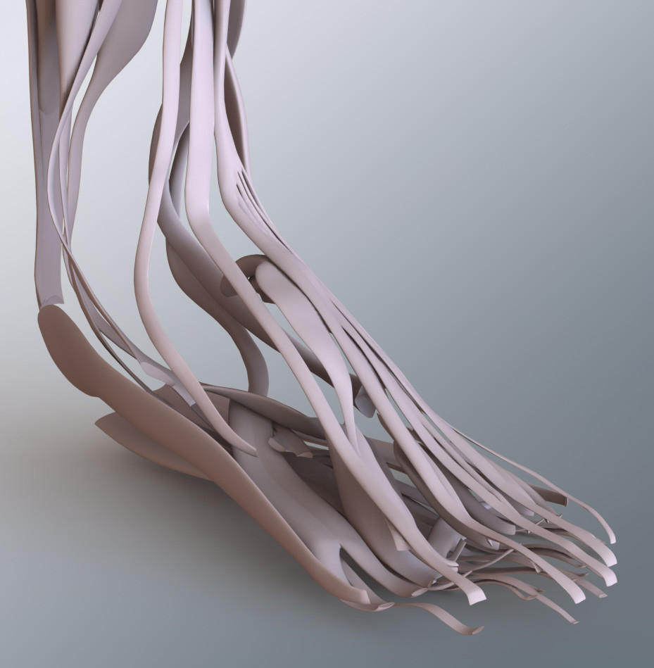 CAD Human Foot Muscle Model
