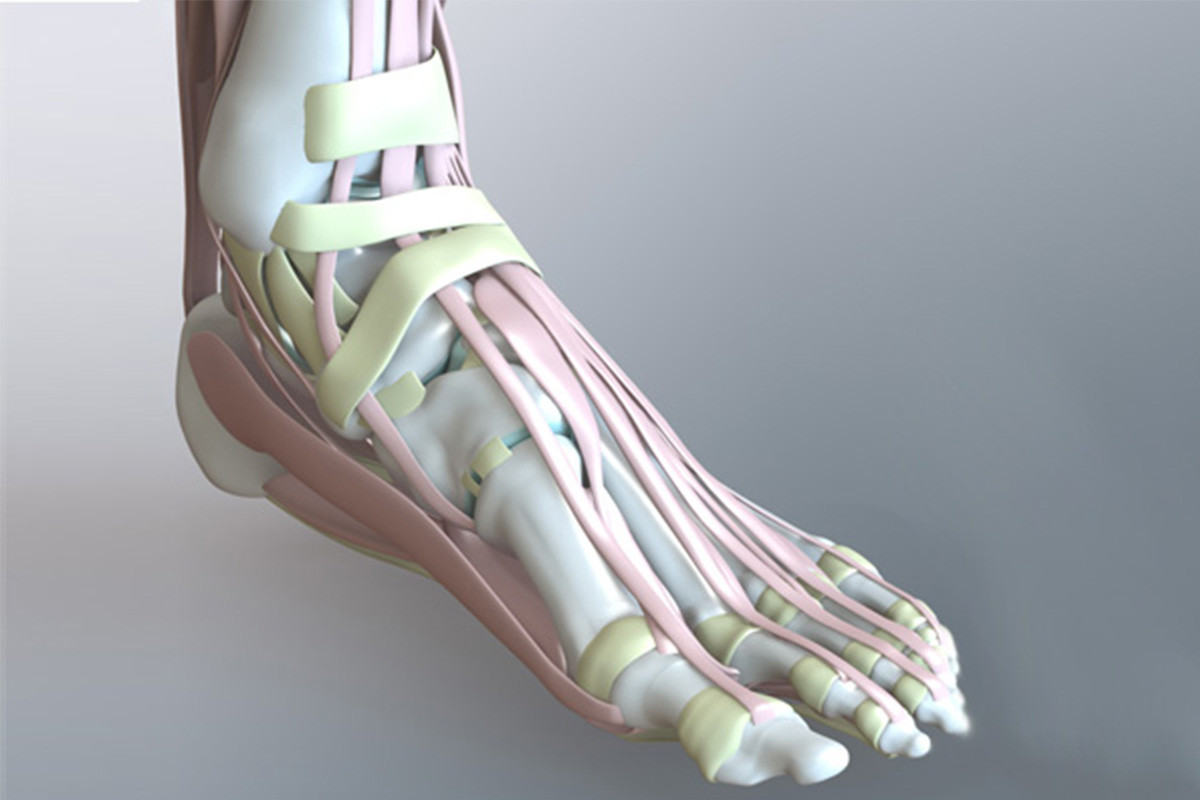 human foot bone structure